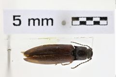 Foto (Dorsalansicht) von Denticollis erebus (NHMW-ZOO-COL-0008668)